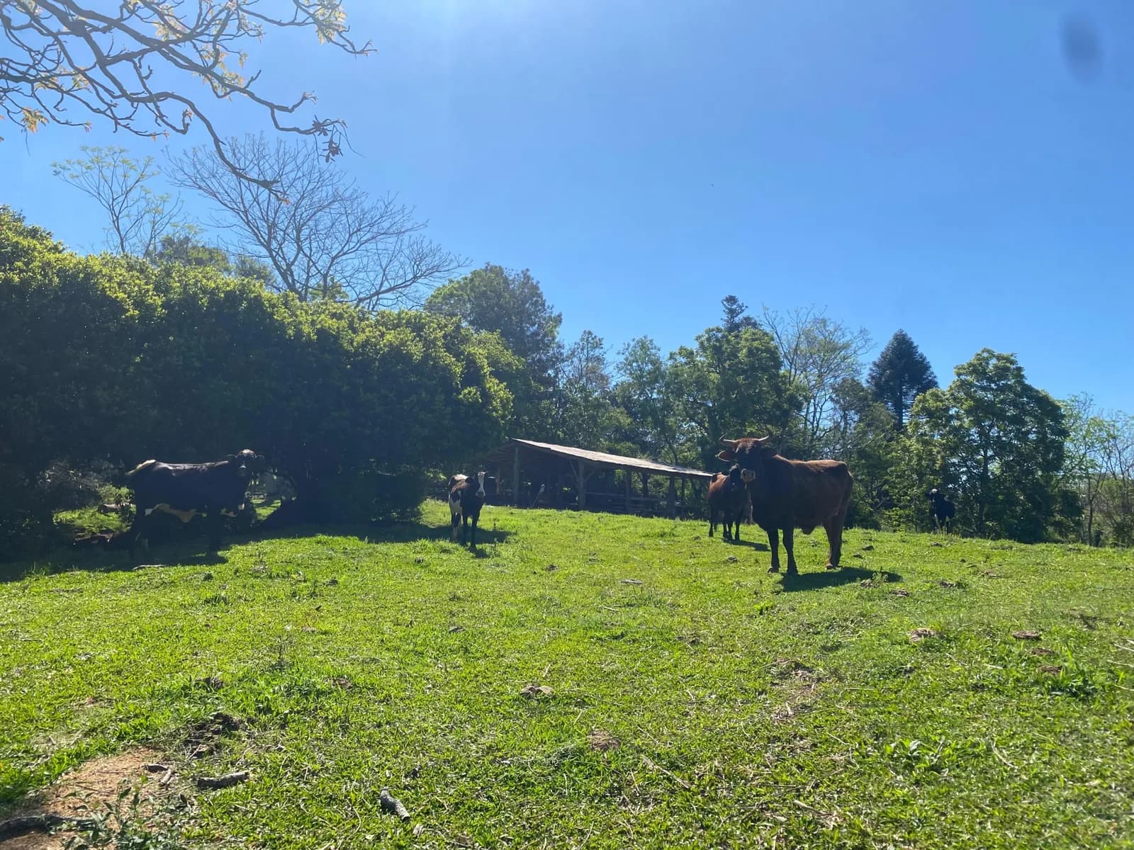 Chacra 22 Hectareas,Dos de Mayo,Misiones