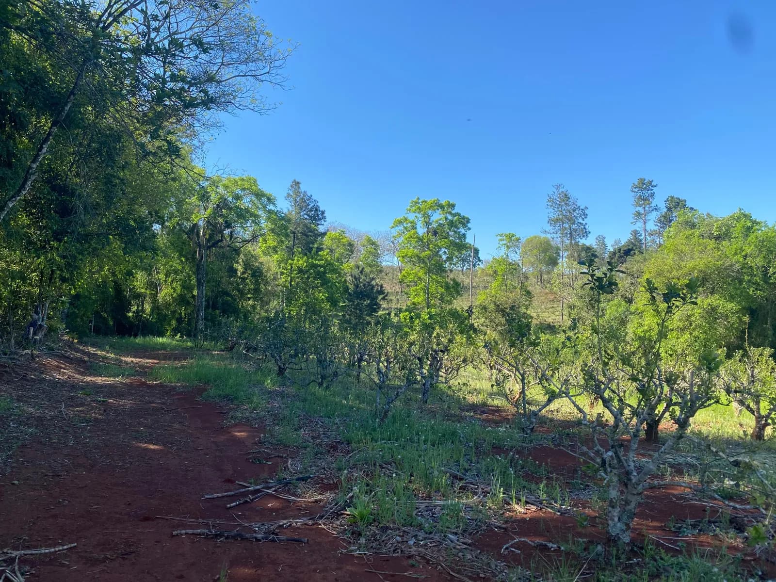 Chacra 22 Hectareas,Dos de Mayo,Misiones