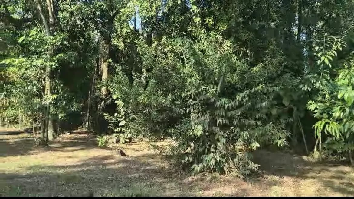 Venta de dos lotes en San Ignacio