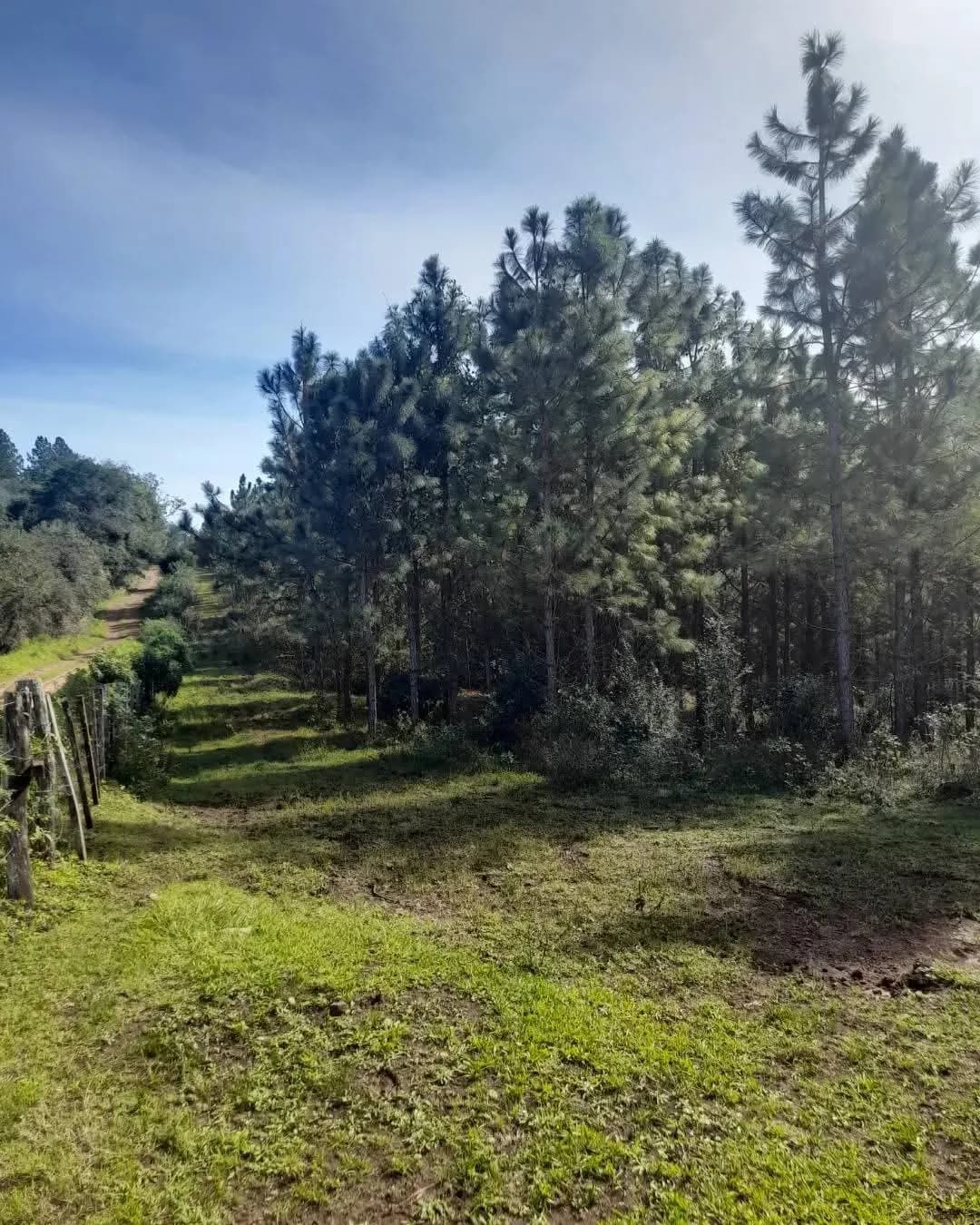 Terreno rural rodeado de pinos