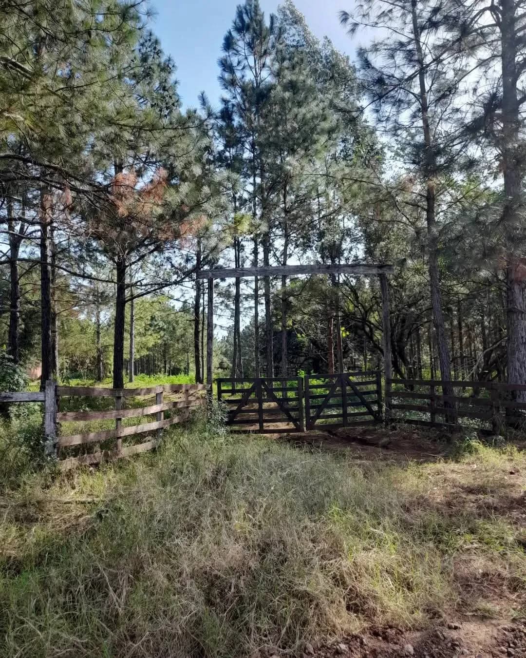 Entrada rústica a terreno arbolado