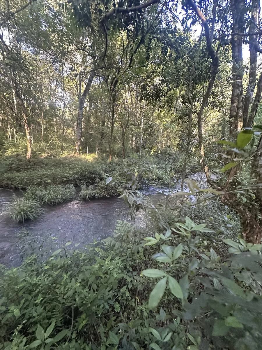 En Venta Chacra de 22,5 ha, en el km 50, Ruta 14, San Vicente, Misiones con Arroyo