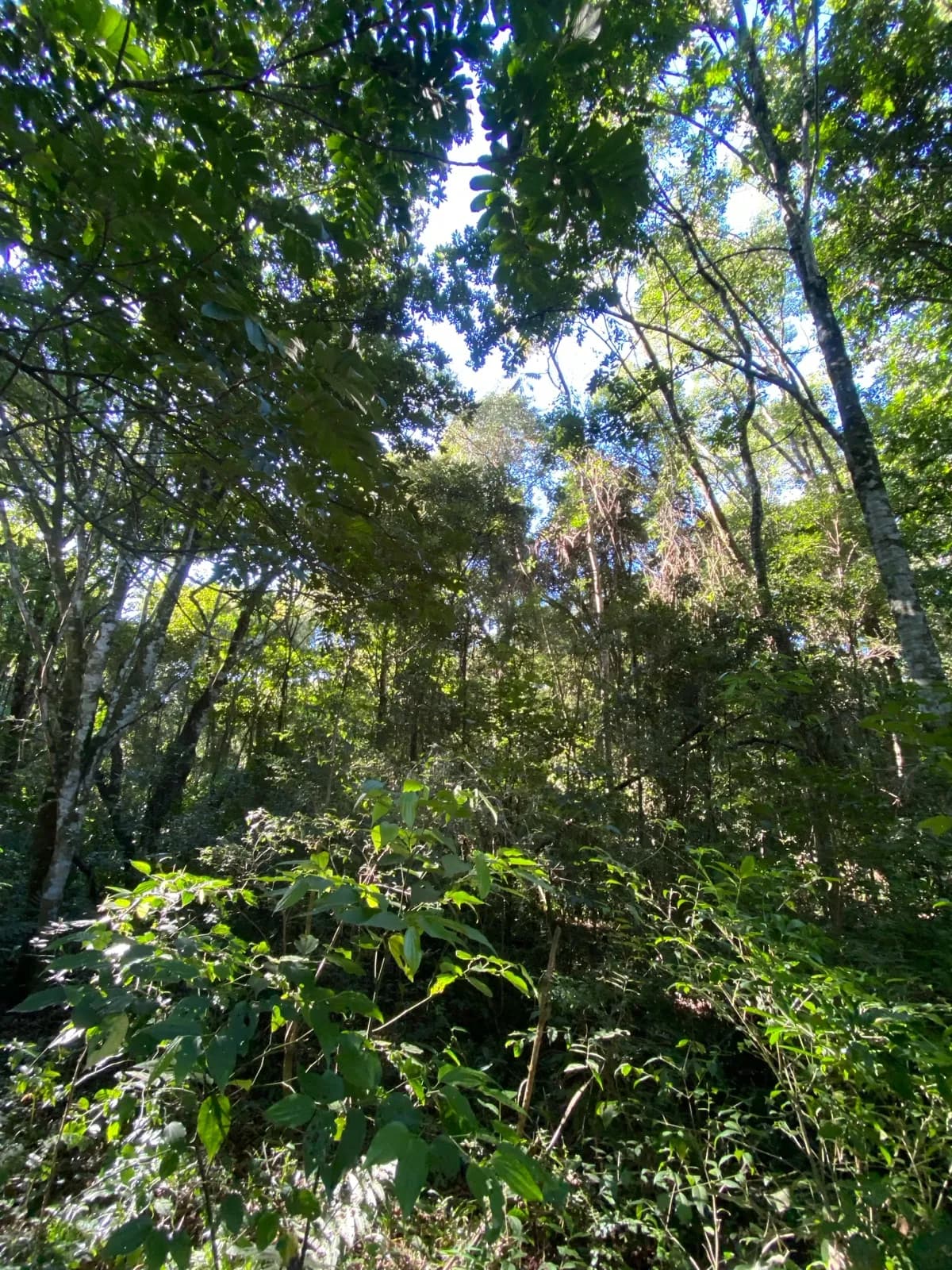 Chacra de 36 ha, Km 74, Ruta 14, San Vicente