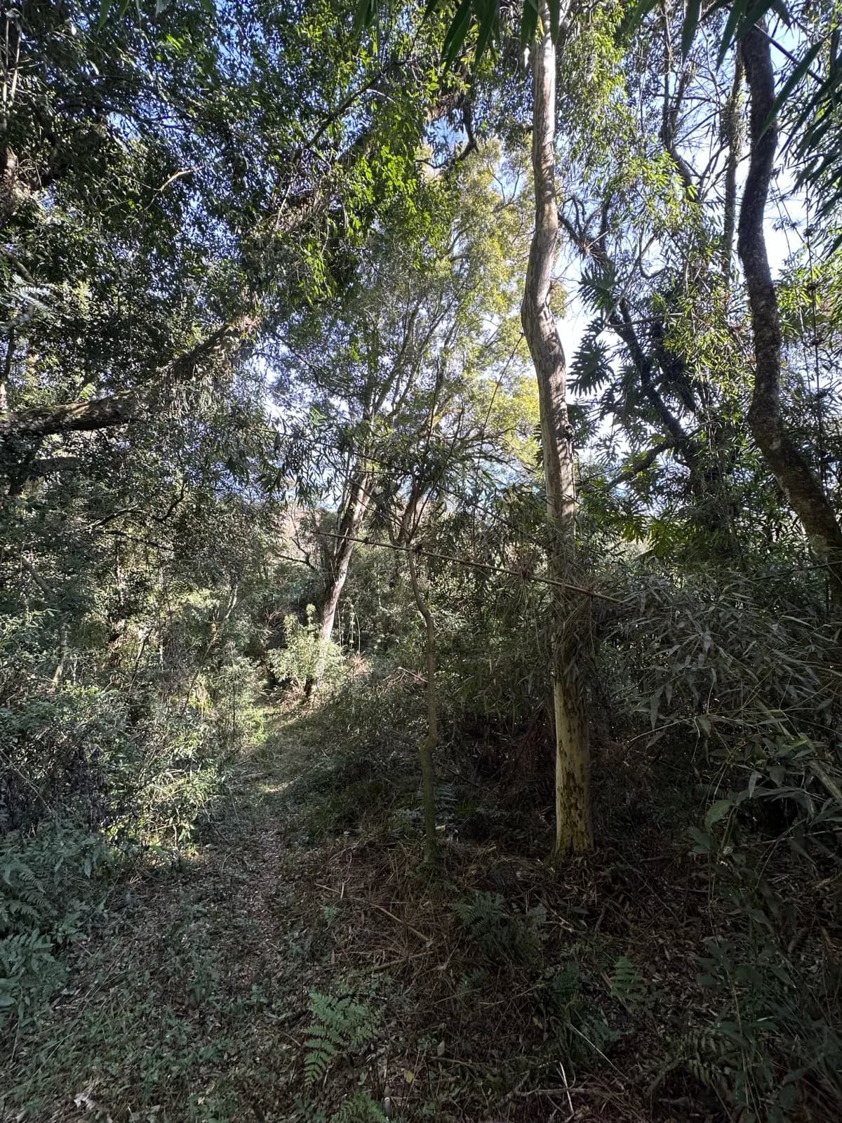 Chacra de 36 ha, Km 74, Ruta 14, San Vicente