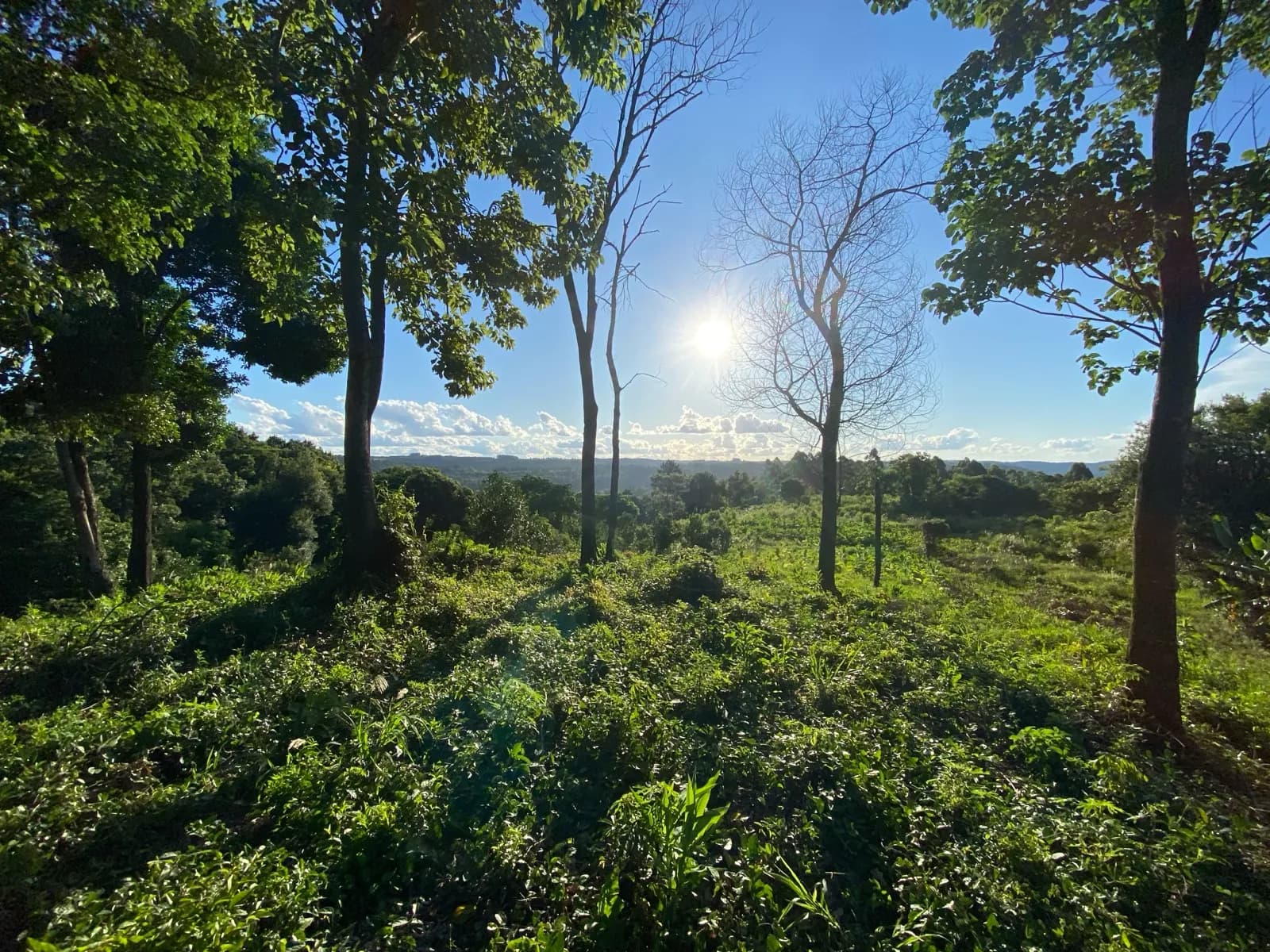 En venta Chacra de 60 hectareas, a 4000 metros de la Municipal de San Vicente, Misiones