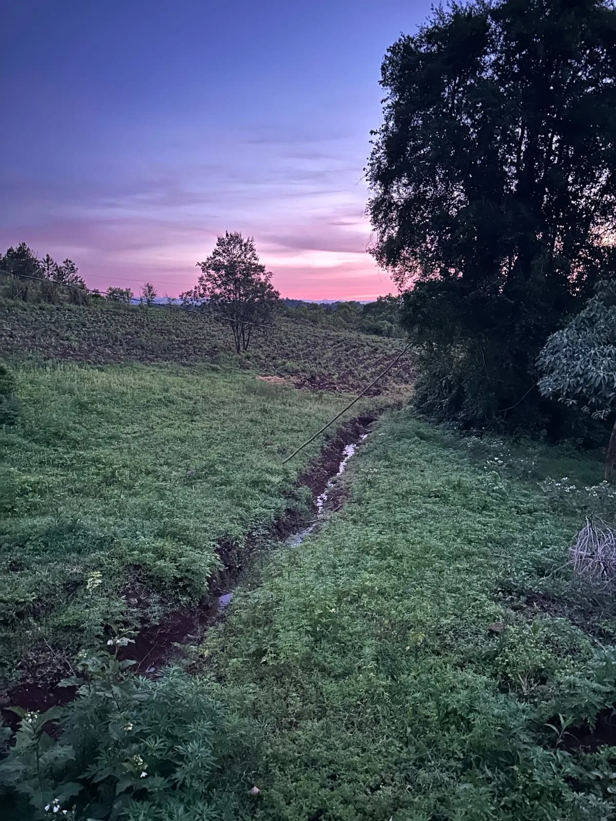 En venta Chacra de 60 hectareas, a 4000 metros de la Municipal de San Vicente, Misiones
