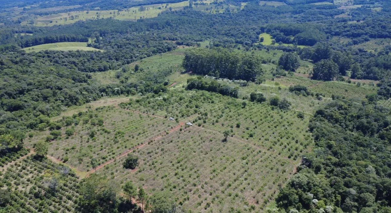En Venta Chacra 27 ha con yerba mate en produccion, Km 74, San Vicente, Misiones