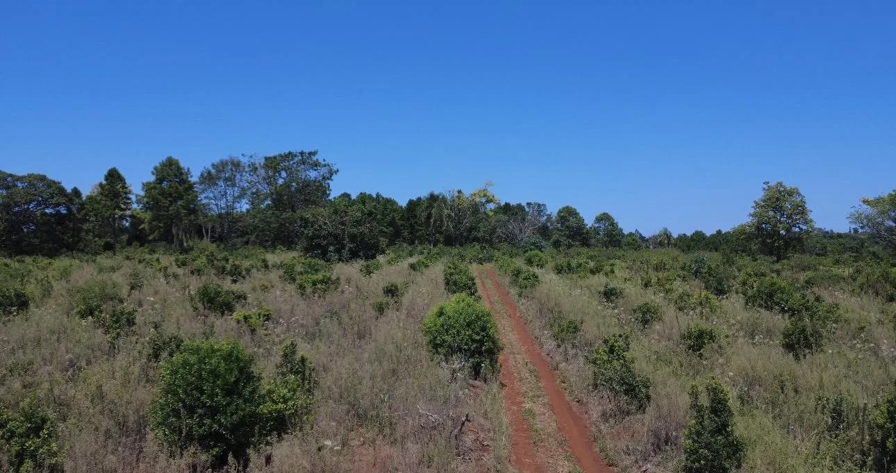 En Venta Chacra 27 ha con yerba mate en produccion, Km 74, San Vicente, Misiones