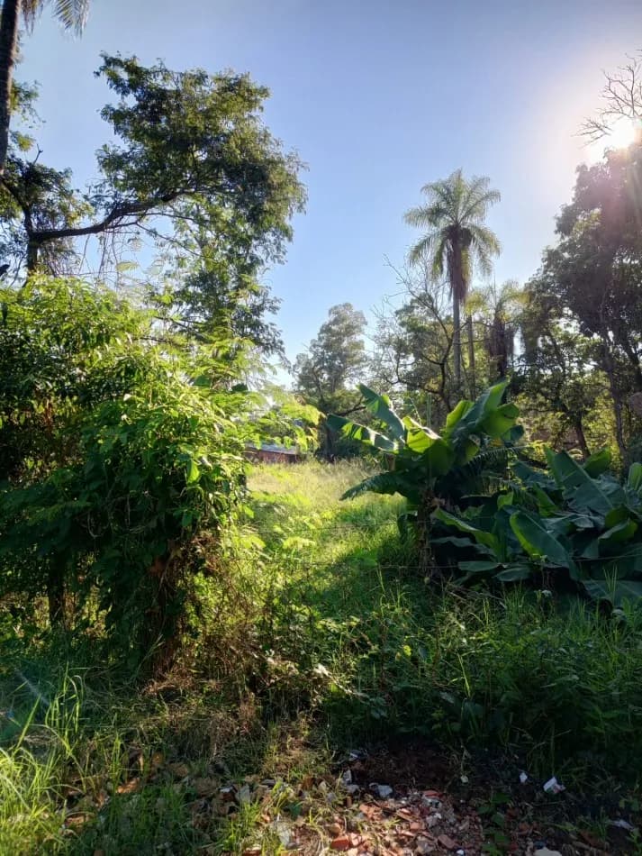 Terreno arbolado con abundante vegetación