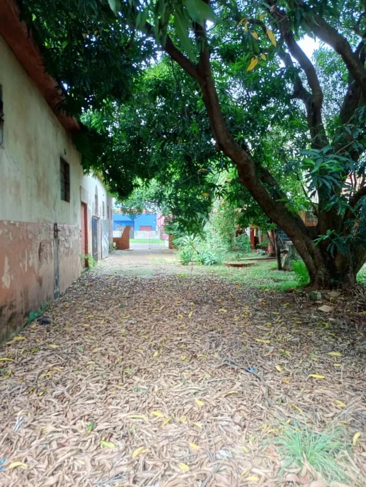 Patio arbolado con hojas secas