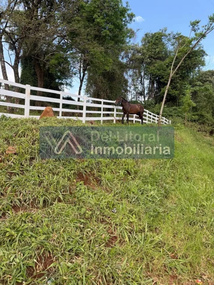 734 HECTAREAS PRODUCTIVAS EN VENTA: GANADERIA, PINO Y MONTE. SAN VICENTE, MISIONES