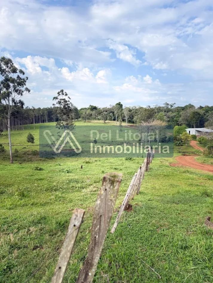 734 HECTAREAS PRODUCTIVAS EN VENTA: GANADERIA, PINO Y MONTE. SAN VICENTE, MISIONES