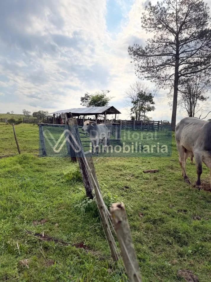 734 HECTAREAS PRODUCTIVAS EN VENTA: GANADERIA, PINO Y MONTE. SAN VICENTE, MISIONES
