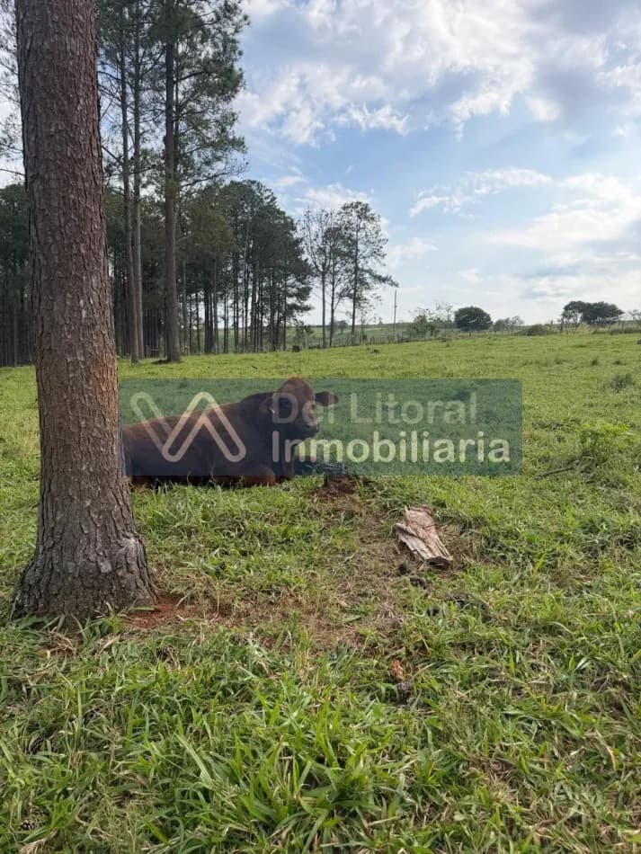 734 HECTAREAS PRODUCTIVAS EN VENTA: GANADERIA, PINO Y MONTE. SAN VICENTE, MISIONES
