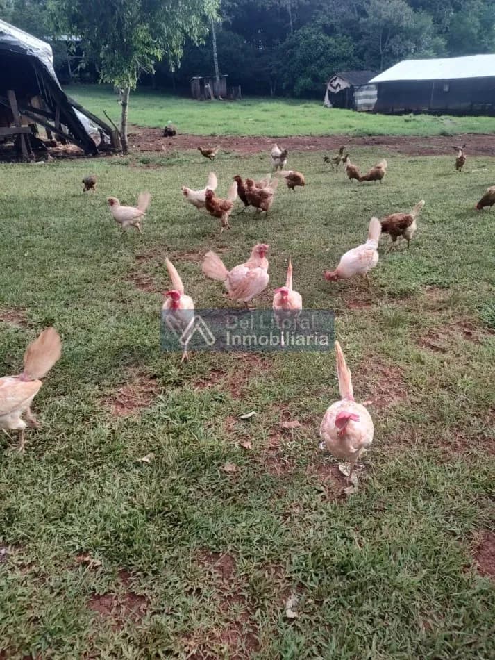 CHACRA 35 HA Colonia Pacifico,Rta 221-San Vicente Mns-